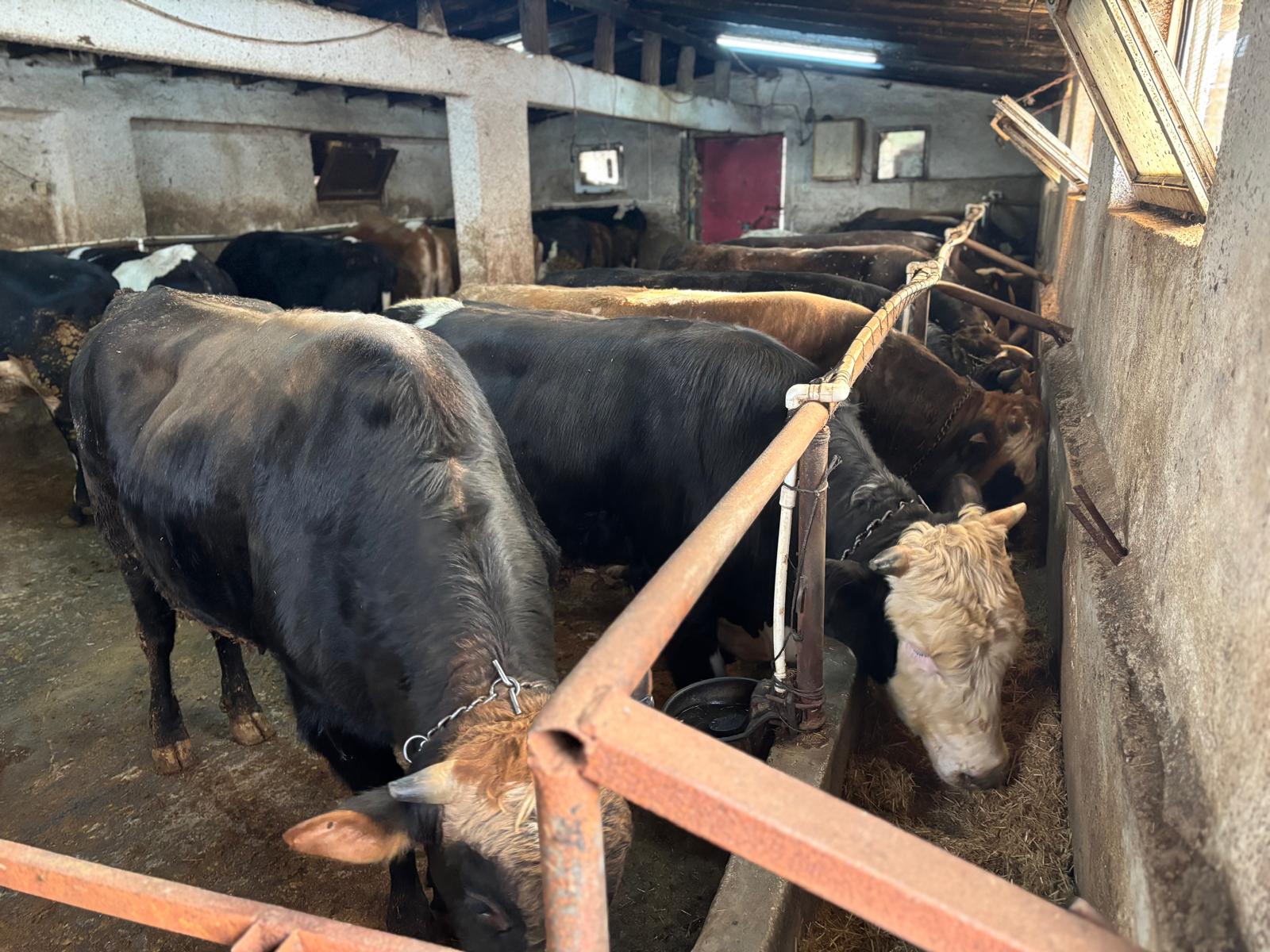 Pehlivanlar Besicilik